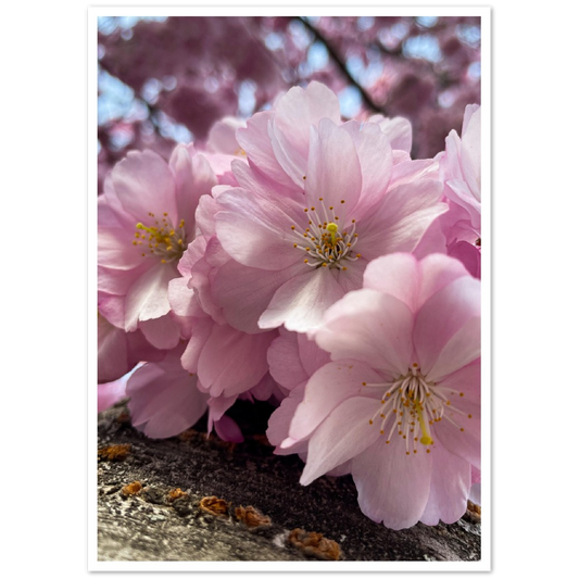 Spring flowers